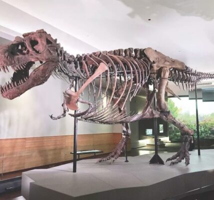 6 Fakta Tentang Sue Si T-Rex, Fosil Dinosaurus yang Paling Terkenal