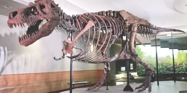 6 Fakta Tentang Sue Si T-Rex, Fosil Dinosaurus yang Paling Terkenal