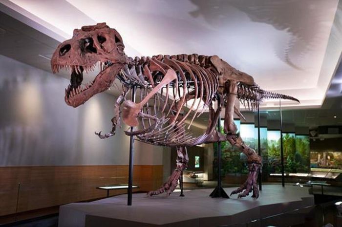 Sue rex fossil museum chicago field tyrannosaurus dinosaur found complete largest ever history most natural il preserved skeleton day dallas